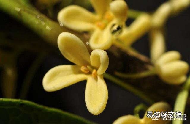 四季桂在安徽是庭院种植还是盆栽种植好?