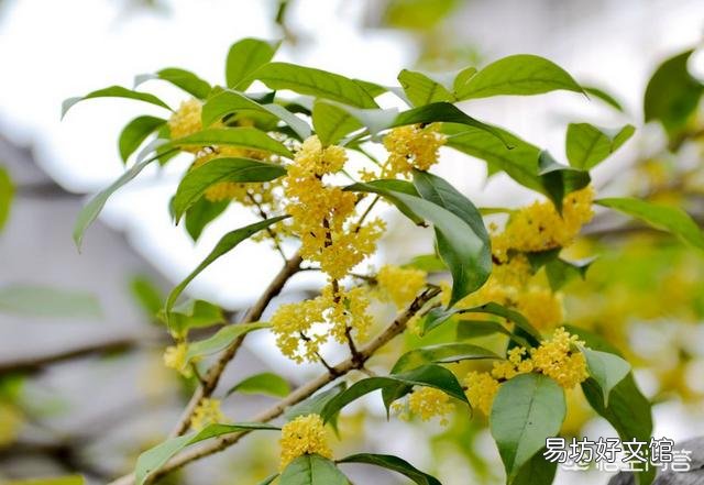 四季桂在安徽是庭院种植还是盆栽种植好?
