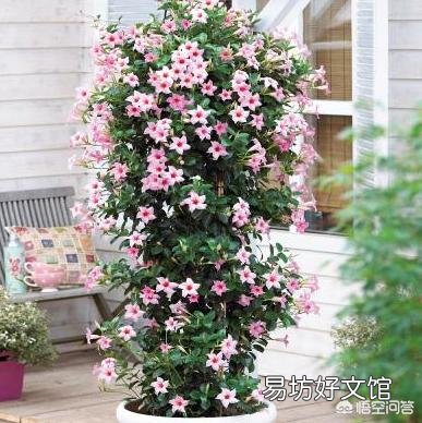 飘香藤叶子干枯怎么回事?