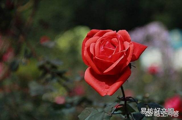 刚买的玫瑰花怎么养?