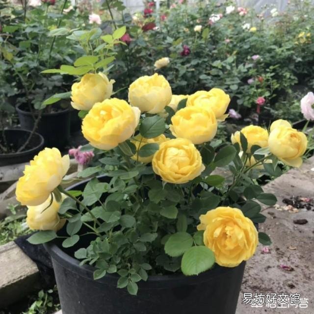 刚买的玫瑰花怎么养?