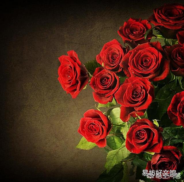 刚买的玫瑰花怎么养?