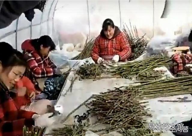 树状月季愈合部位爆笋,需要修剪吗?该怎么修剪?