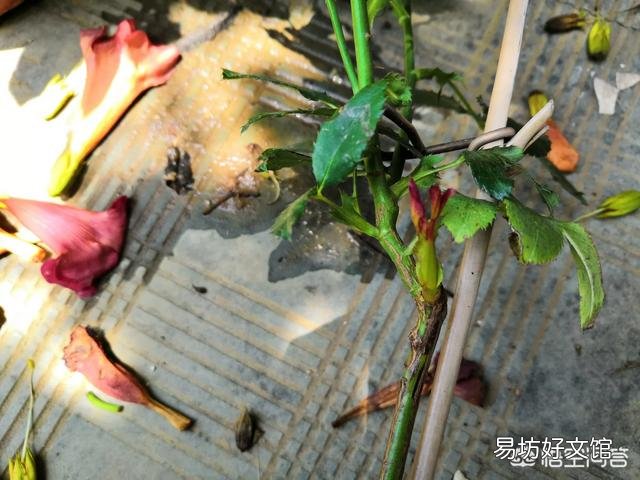 树状月季愈合部位爆笋,需要修剪吗?该怎么修剪?