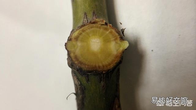 树状月季愈合部位爆笋,需要修剪吗?该怎么修剪?