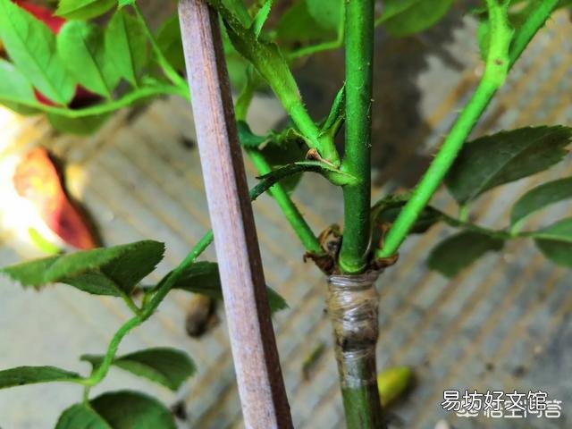 树状月季愈合部位爆笋,需要修剪吗?该怎么修剪?