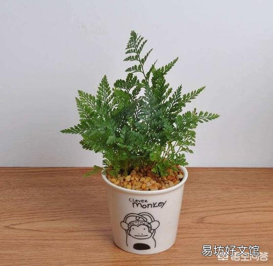 狼尾蕨为什么叶子背面有黄色粉?