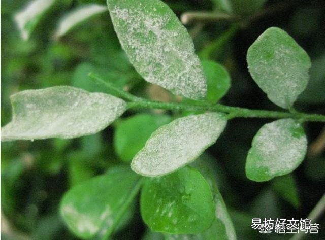 九里香叶子有虫了咋办?