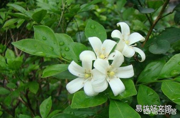 九里香叶子有虫了咋办?