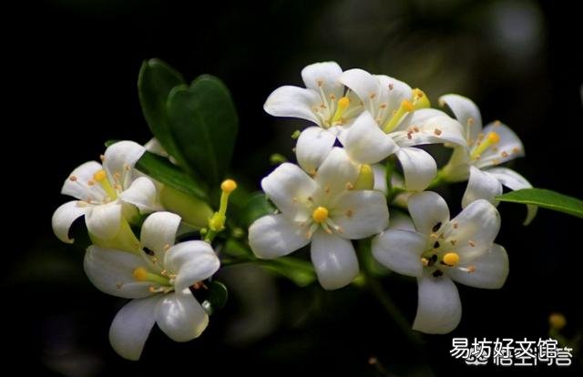 九里香叶子有虫了咋办?