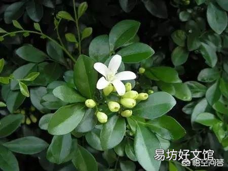 九里香叶子有虫了咋办?