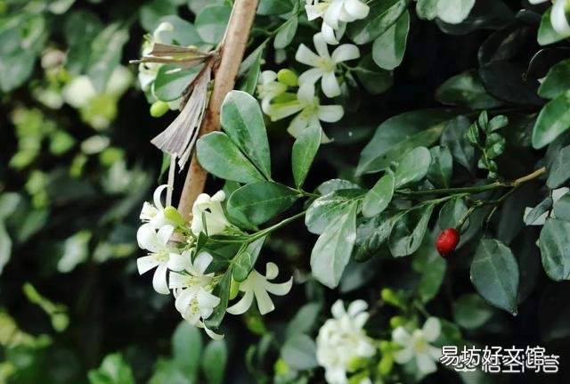九里香叶子有虫了咋办?