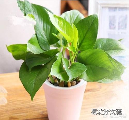 绿萝移植后烂根怎么回事?