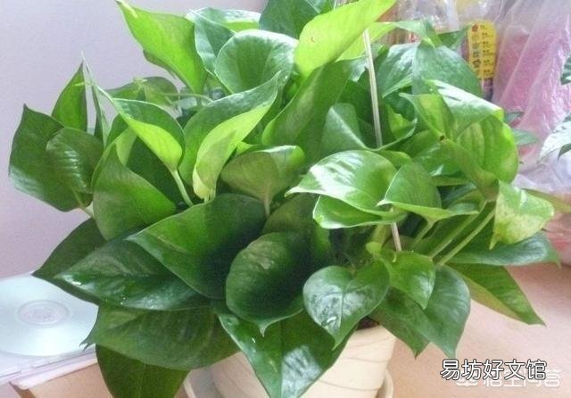 绿萝移植后烂根怎么回事?