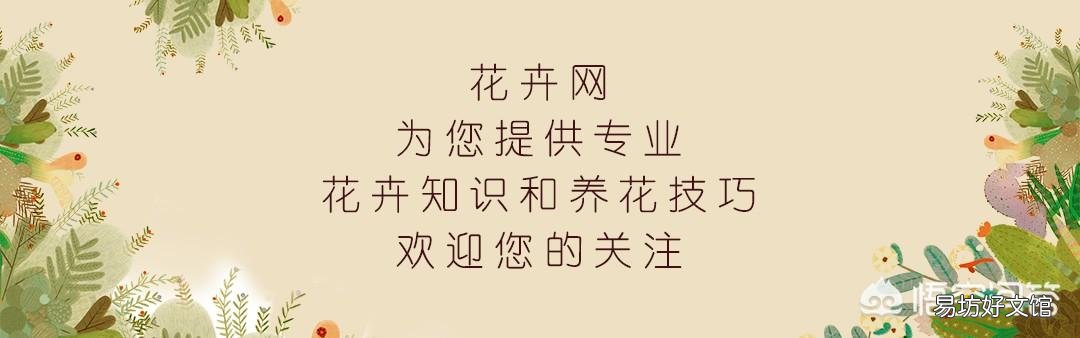 绿萝移植后烂根怎么回事?