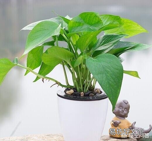 绿萝移植后烂根怎么回事?