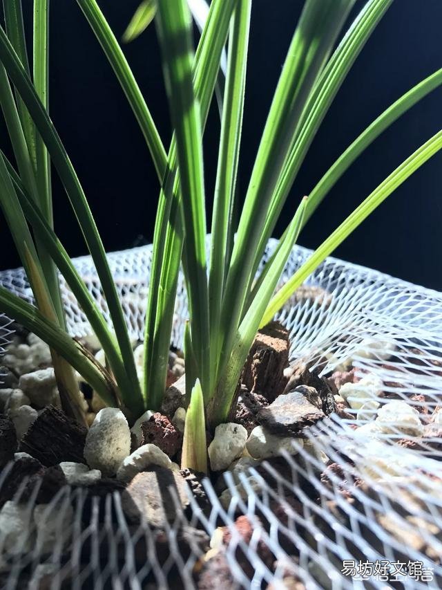 兰花叶片剪短栽植,可否促进长芽?