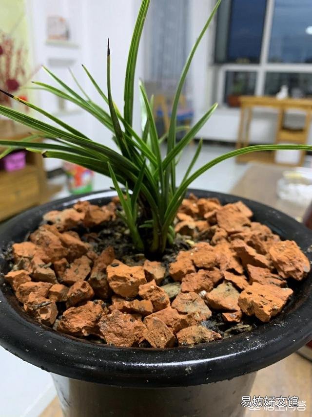 兰花叶片剪短栽植,可否促进长芽?