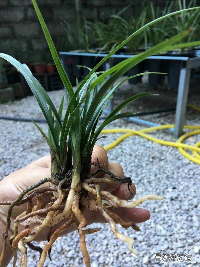 兰花叶片剪短栽植,可否促进长芽?