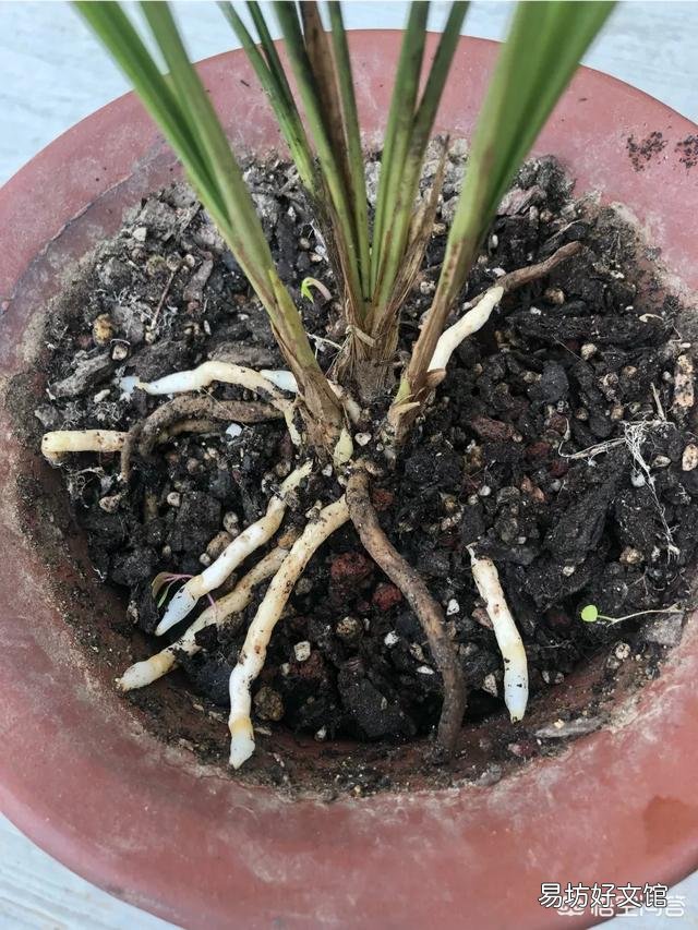 兰花叶片剪短栽植,可否促进长芽?