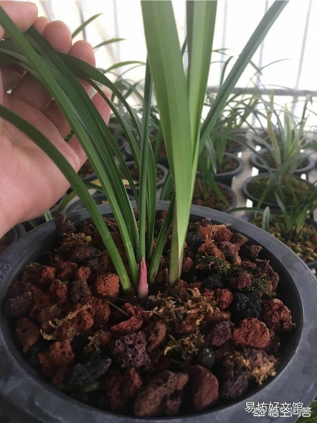 兰花叶片剪短栽植,可否促进长芽?