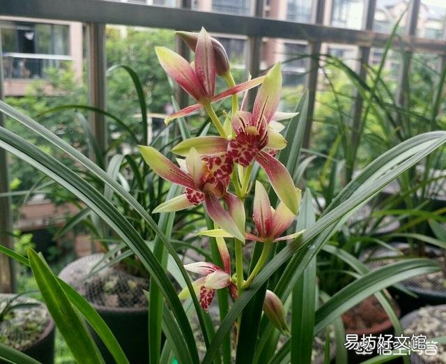 兰花叶片剪短栽植,可否促进长芽?