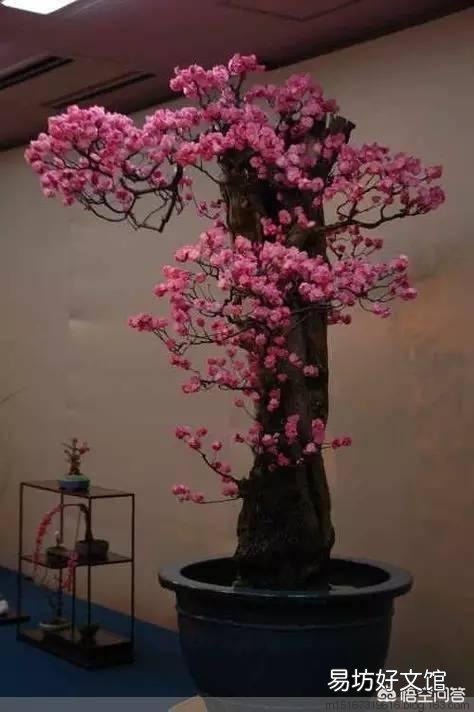 梅花盆景夏季烂根如何处理?