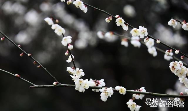 梅花盆景夏季烂根如何处理?