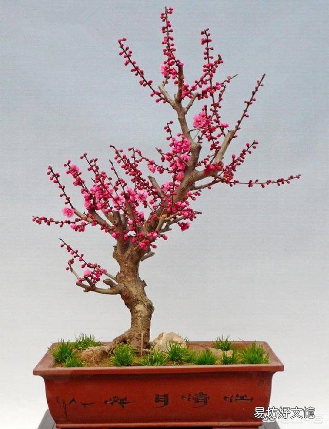 梅花盆景夏季烂根如何处理?