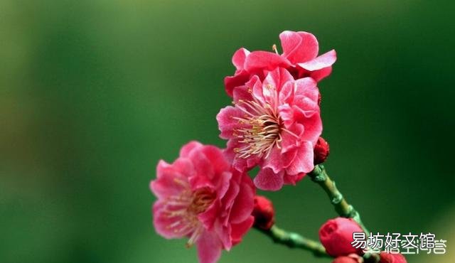 梅花盆景夏季烂根如何处理?