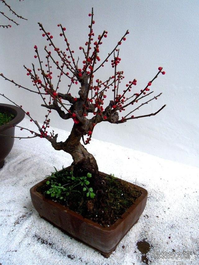 梅花盆景夏季烂根如何处理?