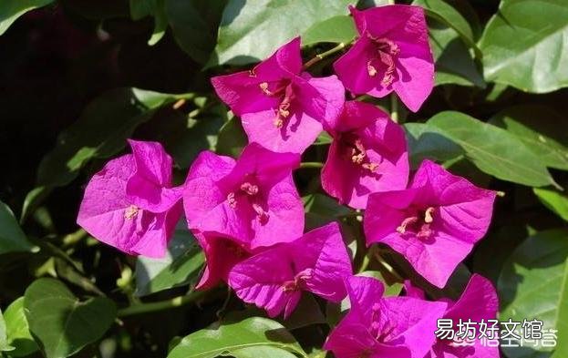 嫩枝嫁接三角梅几天成活?