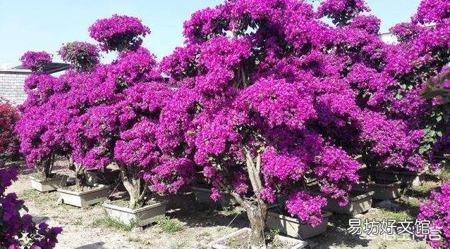 三角梅梅雨季节可以由地栽上盆吗?