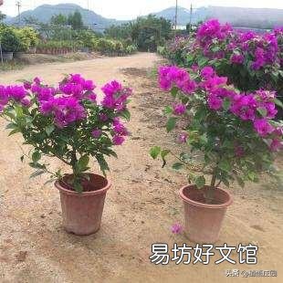 三角梅梅雨季节可以由地栽上盆吗?