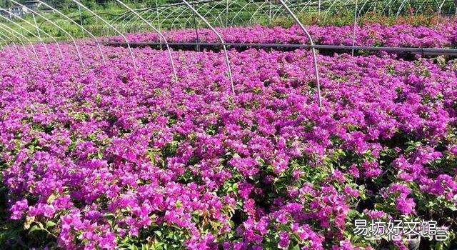 三角梅梅雨季节可以由地栽上盆吗?