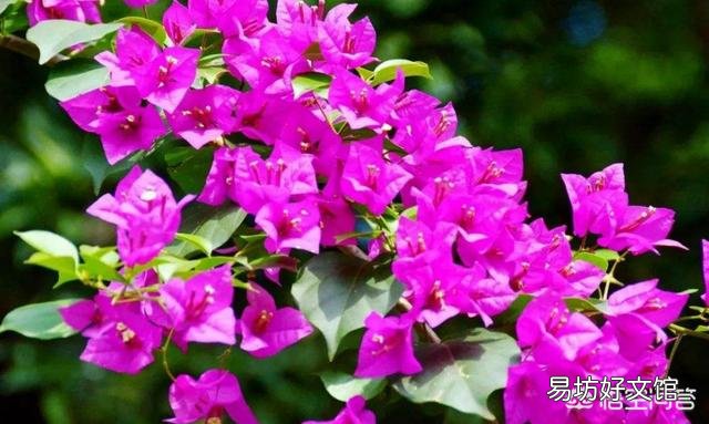 三角梅梅雨季节可以由地栽上盆吗?