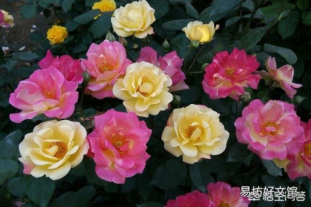 新买的月季叶片发黄叶片掉了怎么处理?