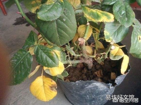 新买的月季叶片发黄叶片掉了怎么处理?