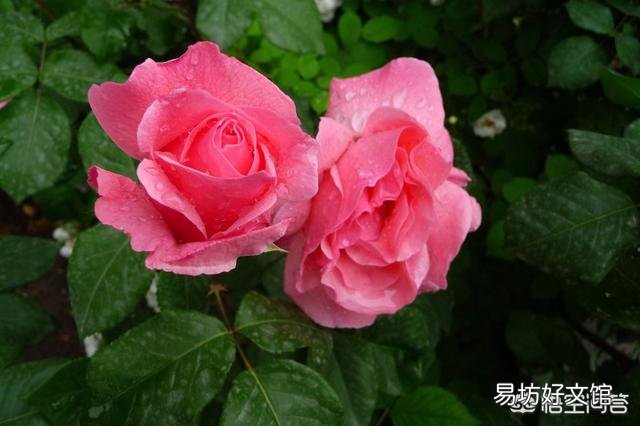 新买的月季叶片发黄叶片掉了怎么处理?