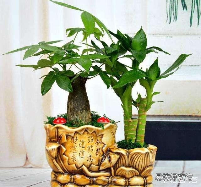 夏季买裸根的发财树,能栽种成活吗?应该怎么养?