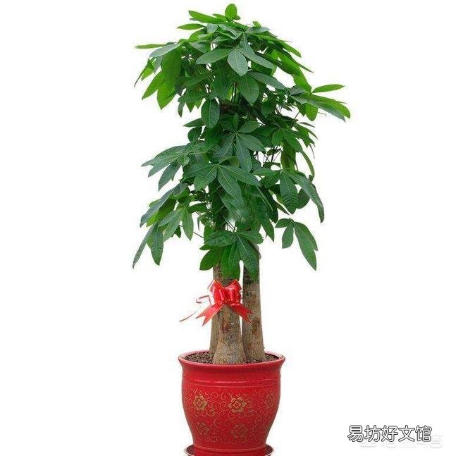 夏季买裸根的发财树,能栽种成活吗?应该怎么养?