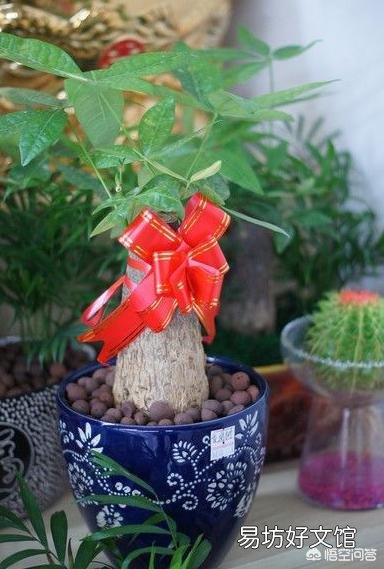 夏季买裸根的发财树,能栽种成活吗?应该怎么养?