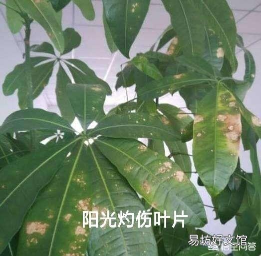 夏季买裸根的发财树,能栽种成活吗?应该怎么养?