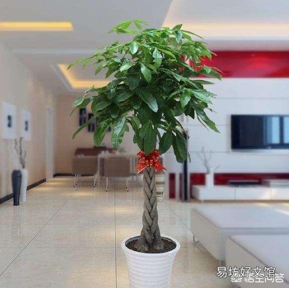 夏季买裸根的发财树,能栽种成活吗?应该怎么养?