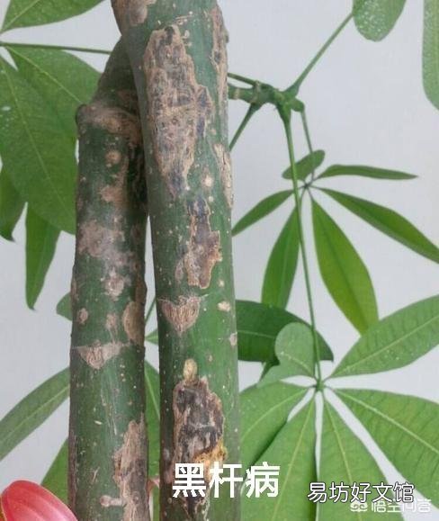 夏季买裸根的发财树,能栽种成活吗?应该怎么养?