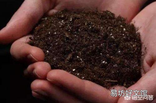 夏季买裸根的发财树,能栽种成活吗?应该怎么养?