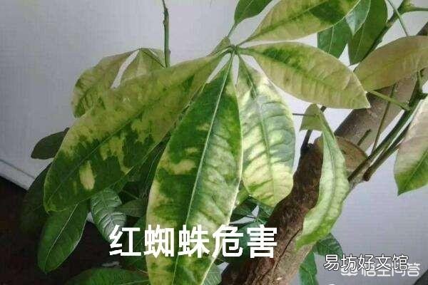 夏季买裸根的发财树,能栽种成活吗?应该怎么养?