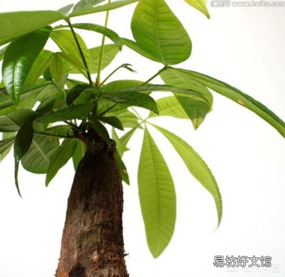 夏季买裸根的发财树,能栽种成活吗?应该怎么养?