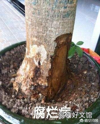 夏季买裸根的发财树,能栽种成活吗?应该怎么养?