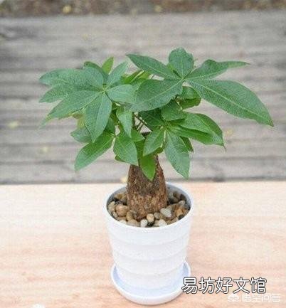 夏季买裸根的发财树,能栽种成活吗?应该怎么养?